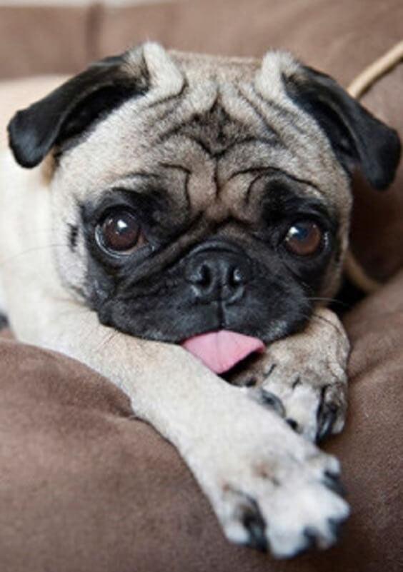 Pintura Terapêutica com Diamantes - Dog Pug - Tela 100% Preenchida