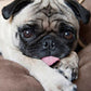 Pintura Terapêutica com Diamantes - Dog Pug - Tela 100% Preenchida